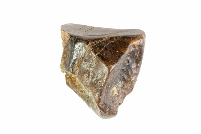 Worn Triceratops Shed Tooth - Montana #72500